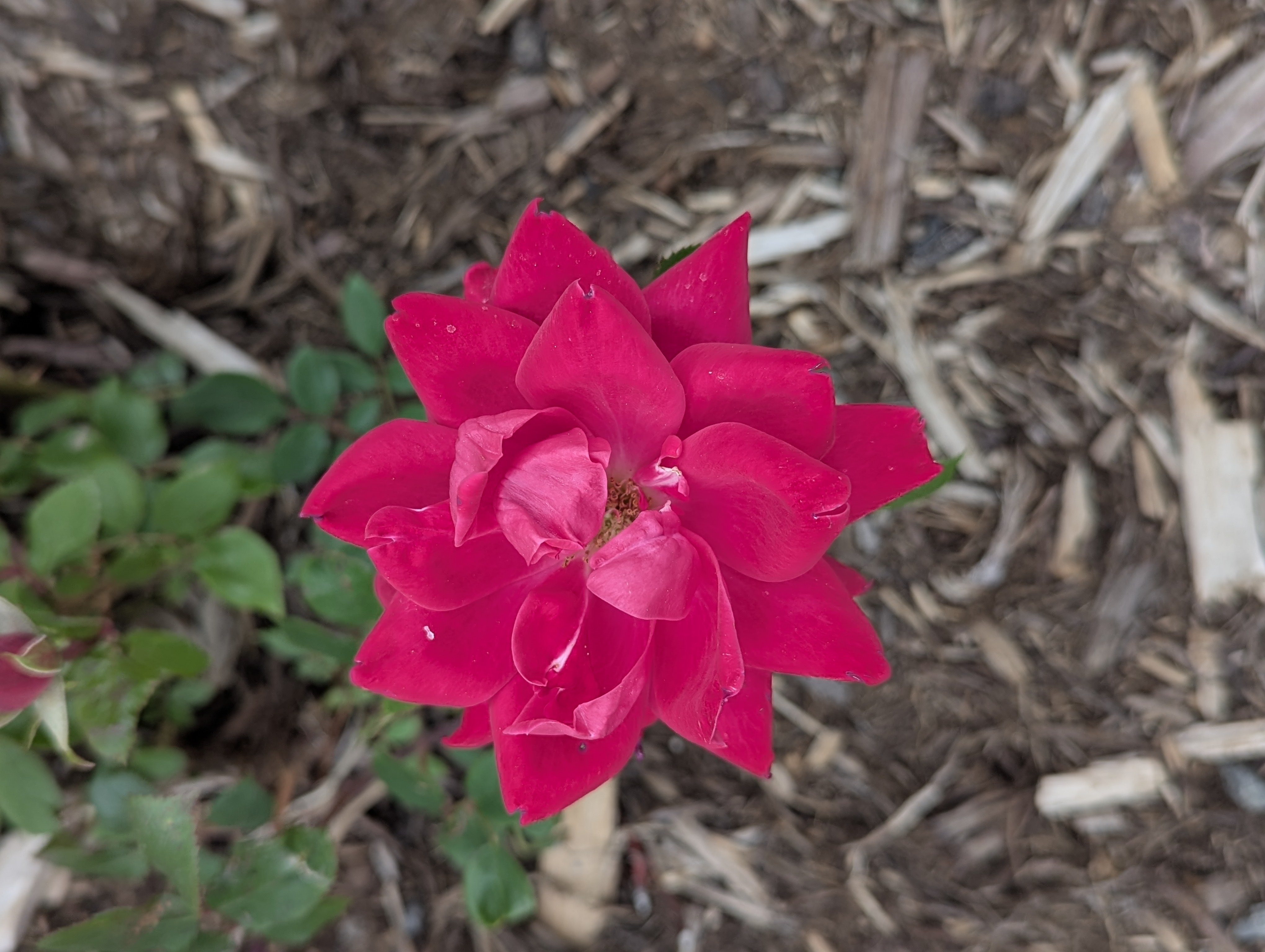 Garden, Flowers, Morrison, Colorado